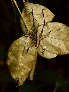Paralistroscelis listrosceloides
