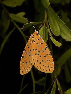 The other Cheetah (Alytarchia amanda) I doubt whether very many people have mixed the two Cheetahs up. Alytarchia amanda,Cheetah,Fall,Geotagged,Madagascar