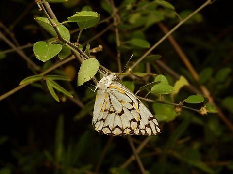 Belenois grandidieri