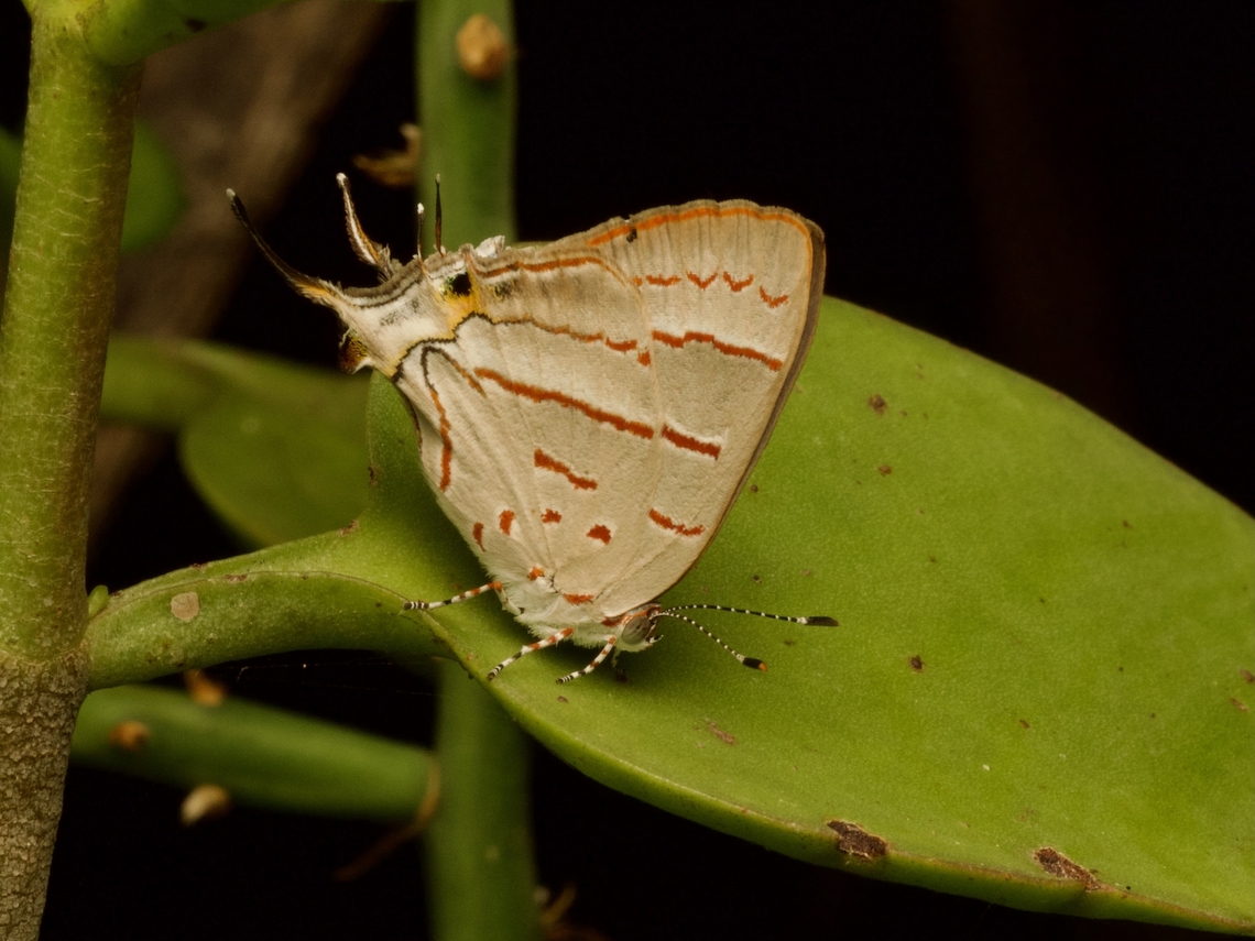 Hemiolaus cobaltina, in a rare moment of rest I like the stripey legs and antennae. Fall,Geotagged,Hemiolaus cobaltina,Madagascar