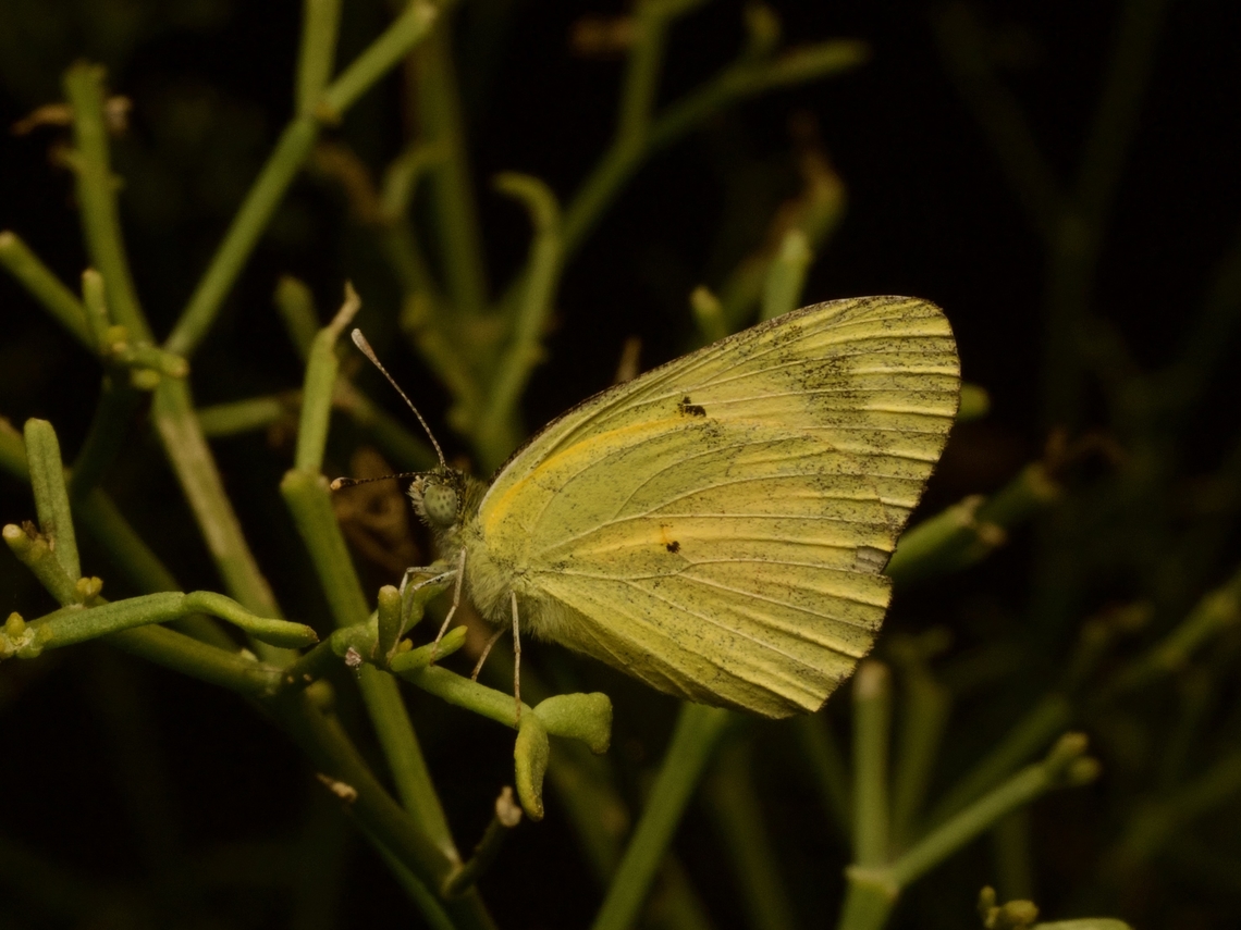 Small Salmon Arab, Colotis calais Colotis amata is also called the Small Salmon Arab. I think one of these species was split from the other and nobody came up with a distinct English name, but I got confused when I tried to figure out this taxonomy and I gave up. Colotis calais,Fall,Geotagged,Madagascar,Small Salmon Arab