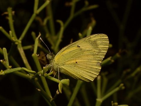 Small Salmon Arab, Colotis calais Colotis amata is also called the Small Salmon Arab. I think one of these species was split from the other and nobody came up with a distinct English name, but I got confused when I tried to figure out this taxonomy and I gave up. Colotis calais,Fall,Geotagged,Madagascar,Small Salmon Arab