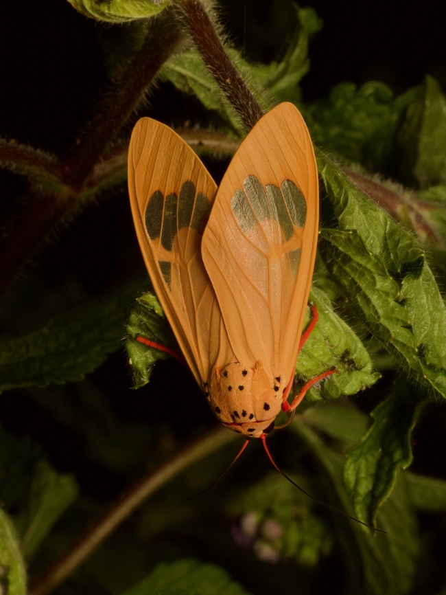Amerila madagascariensis Amerila moths in general are called "Frothers", due to a bizarre defense mechanism of the adult moths. As Wikipedia says: "When disturbed, they exude a frothy yellow fluid from glands beside the eyes, while making a sizzling noise to ward off their attacker". I am not sure whether this particular species does those things, but I sure hope so. Amerila madagascariensis,Fall,Geotagged,Madagascar