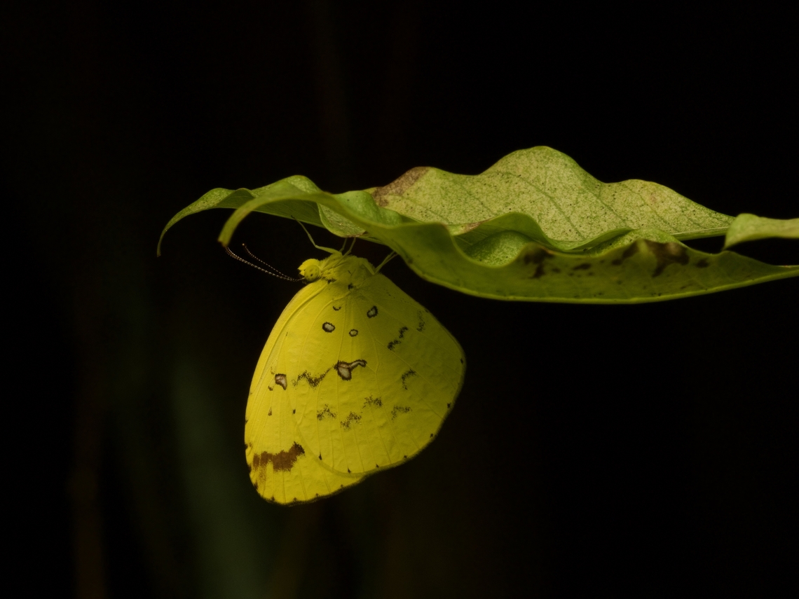 Malagasy Grass Yellow, Eurema floricola I find it odd that this species is called &quot;Malagasy Grass Yellow&quot; when it is not restricted to Madagascar, but also found throughout Sub-Saharan Africa, as well as on some other islands. Eurema floricola,Fall,Geotagged,Madagascar,Malagasy grass yellow