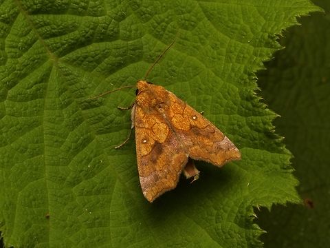 Tropical Anomis, Anomis flava Some nice color and patterning on this smallish moth. Anomis flava,Fall,Geotagged,Madagascar