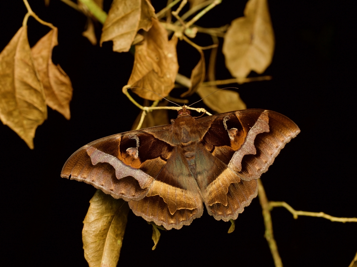 Cyligramma disturbans on a dead plant These large moths were easily found by their bright orange eyeshine as they perched on foliage in the forest at night. When disturbed by the flashlight by which they were easily found, they tended to flutter directly towards the flashlight and they flap around in my face for quite a while. Fall,Geotagged,Madagascar