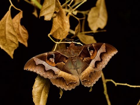 Cyligramma disturbans on a dead plant These large moths were easily found by their bright orange eyeshine as they perched on foliage in the forest at night. When disturbed by the flashlight by which they were easily found, they tended to flutter directly towards the flashlight and they flap around in my face for quite a while. Fall,Geotagged,Madagascar