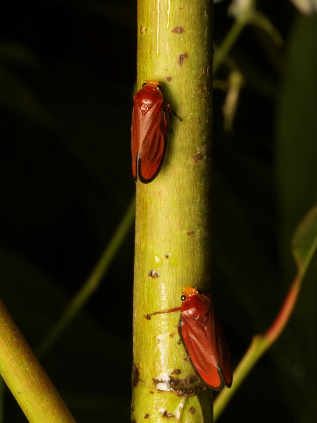 Amberana marginata, or small fake wax bugs? You decide!  Amberana marginata,Fall,Geotagged,Madagascar