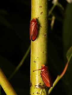 Amberana marginata