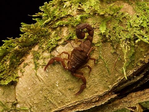 Grosphus madagascariensis on a forest log Looks like it's ready for a visitor. Open house in scorpion land! Fall,Geotagged,Grosphus madagascariensis,Madagascar,Madagascar Forest Scorpion