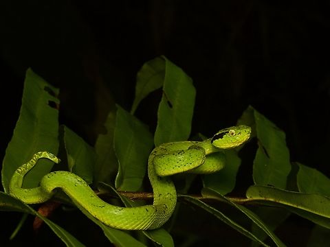 A Yellow-blotched Palm Pit Viper says hello Some individuals are plain green, while others have dramatic green-and-yellow blotches all down the spine. This one was somewhere in between the extremes. Bothriechis aurifer,Geotagged,Guatemala,Spring