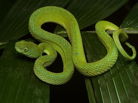 Guatemala Palm Pit Viper Bothriechis bicolor,Geotagged,Guatemala,Spring