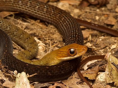 A Red-headed Forest Racer (Dendrophidion rufiterminorum) keeping an eye on me The relatively huge eye is a clue that this snake is a high-speed diurnal hunter, though I saw this one moving on the forest floor at night. Dendrophidion rufiterminorum,Geotagged,Guatemala,Spring
