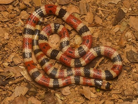 Variable Coral Snake (Micrurus diastema) Shiny! Geotagged,Guatemala,Micrurus diastema,Spring