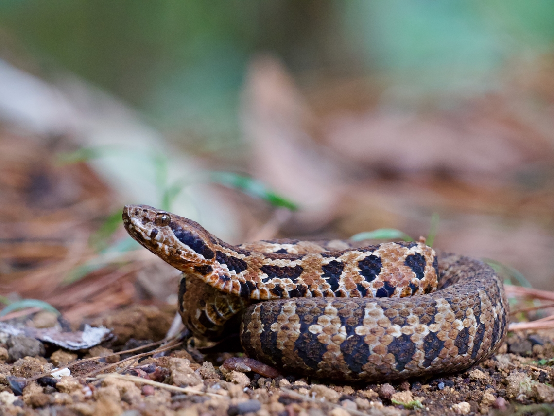 Godman's Montane Pit Viper (Cerrophidion godmani)  Cerrophidion godmani,Geotagged,Guatemala,Spring