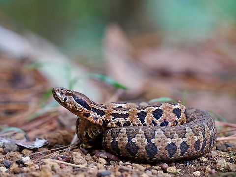 Godman's Montane Pit Viper (Cerrophidion godmani)  Cerrophidion godmani,Geotagged,Guatemala,Spring