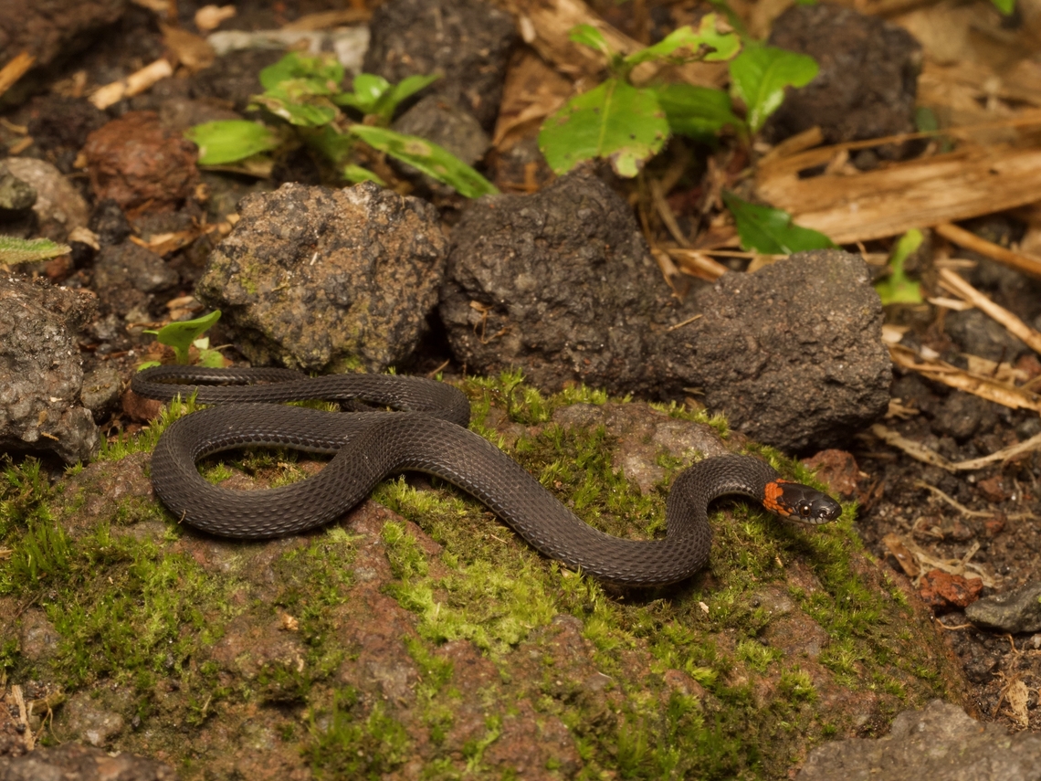 A tiny little Ringneck Coffee Snake (Ninia diademata) A close relative, Ninia sebae, is the most common snake in Guatemala, but I didn't see any of those on my three-week trip. Geotagged,Guatemala,Ninia diademata,Spring