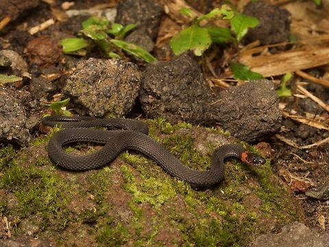A tiny little Ringneck Coffee Snake (Ninia diademata) A close relative, Ninia sebae, is the most common snake in Guatemala, but I didn't see any of those on my three-week trip. Geotagged,Guatemala,Ninia diademata,Spring