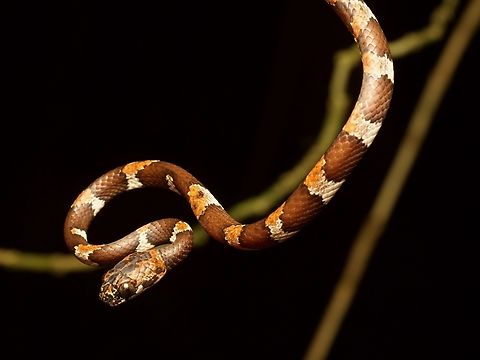 Slender Snail Sucker