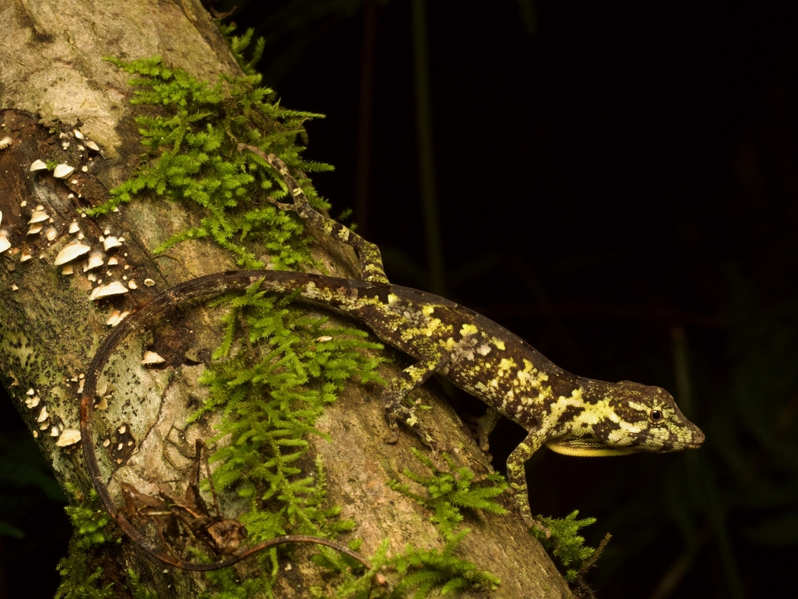 Peters's Anole (Anolis petersii), offering a hint of its yellow-and-brown dewlap We found this beautiful fellow sleeping at night, but he woke up and posed for us. Anolis petersii,Geotagged,Guatemala,Spring