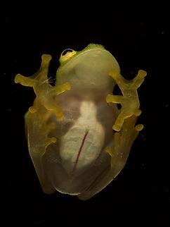 Northern Glass Frog (Hyalinobatrachium viridissimum) Nothing shows off a glass frog like a photograph through glass. Geotagged,Guatemala,Hyalinobatrachium viridissimum,Northern Glass Frog,Spring