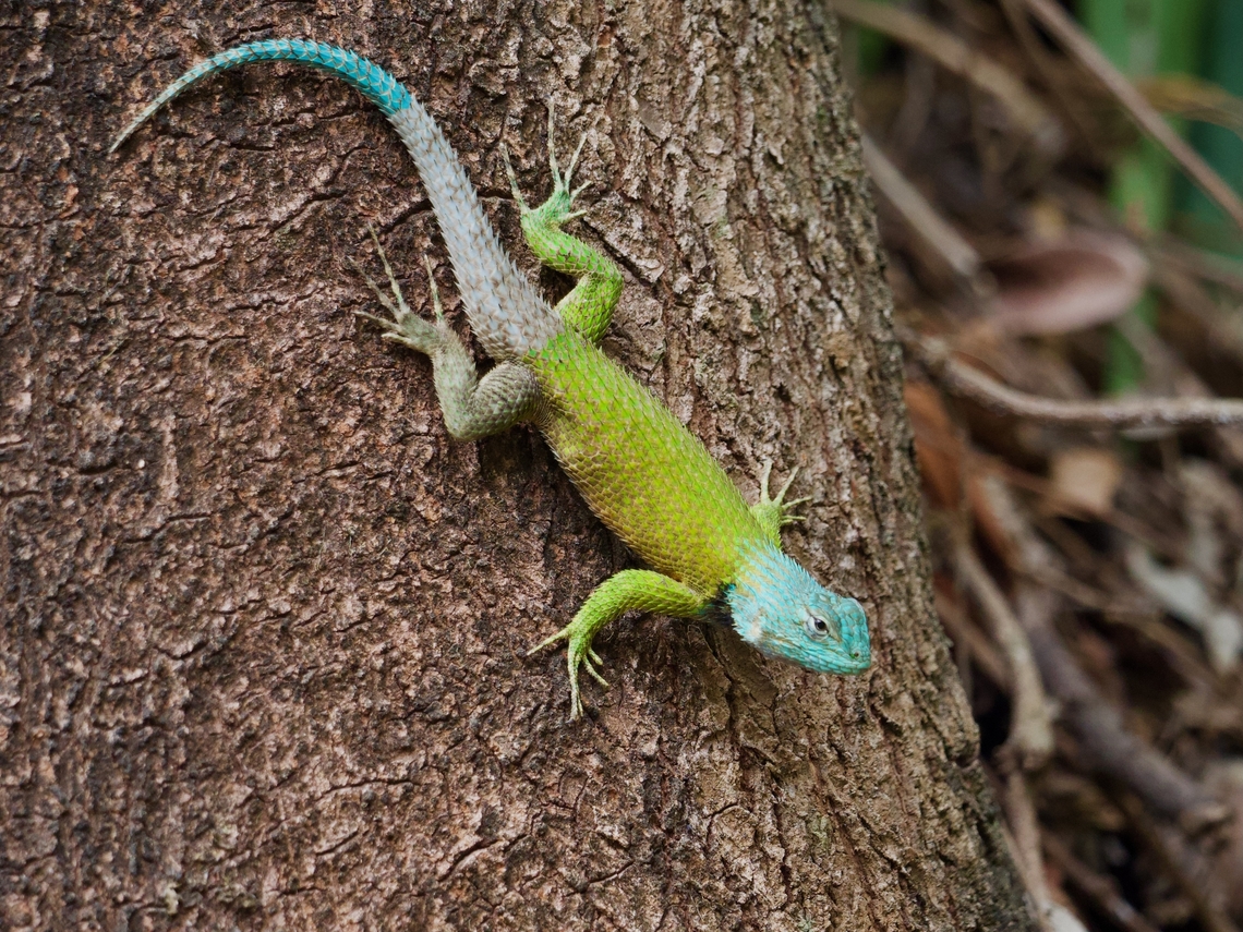 A big male Bocourt's Emerald Lizard (Sceloporus smaragdinus) wowing the females Also wowing the onlookers, such as myself. Geotagged,Guatemala,Sceloporus smaragdinus,Spring