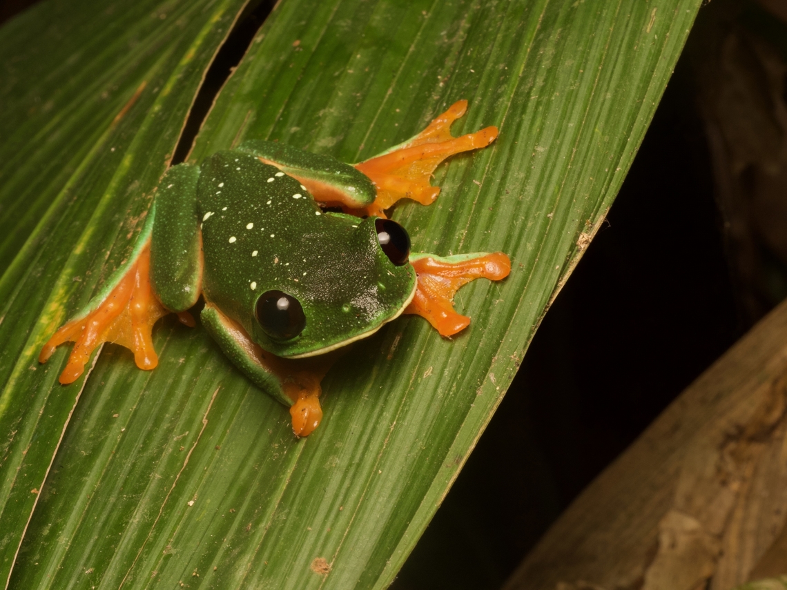 Black-eyed Tree Frog (Agalychnis moreletii) It is obvious how to distinguish this species from its much more famous relative the Red-eyed Tree Frog (Agalychnis callidryas). Agalychnis moreletii,Geotagged,Guatemala,Morelet's tree frog,Spring