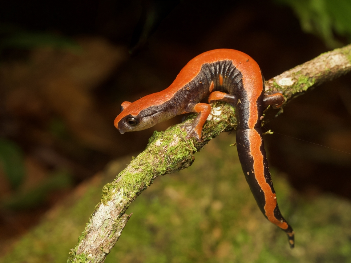 Lincoln's Mushroomtongue Salamander (Bolitoglossa lincolni) Despite extended drought during what should have been the beginning of the wet season, my guide and I still managed to find four of these gorgeous salamanders in our one night in the right habitat. Bolitoglossa lincolni,Geotagged,Guatemala,Lincoln's climbing salamander,Spring