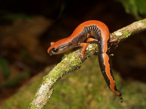 Lincoln's Mushroomtongue Salamander (Bolitoglossa lincolni) Despite extended drought during what should have been the beginning of the wet season, my guide and I still managed to find four of these gorgeous salamanders in our one night in the right habitat. Bolitoglossa lincolni,Geotagged,Guatemala,Lincoln's climbing salamander,Spring