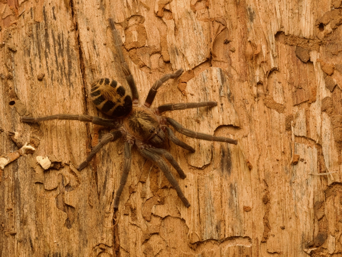 Guatemalan Tiger Rump Tarantula (Davus pentaloris) &quot;Guatemalan Tiger Rump Tarantula&quot;. What more can be said? Davus pentaloris,Geotagged,Guatemala,Spring
