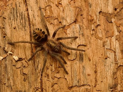 Guatemalan Tiger Rump Tarantula (Davus pentaloris) "Guatemalan Tiger Rump Tarantula". What more can be said? Davus pentaloris,Geotagged,Guatemala,Spring