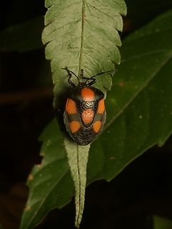 A Red-spotted Stink Bug (Brachystethus rubromaculatus) This one was well-named, though I admit I didn't smell it. Brachystethus rubromaculatus,Geotagged,Guatemala,Red-spotted Stink But,Spring