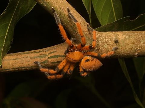 Orange Huntsman Spider (Olios simoni) Yup, that's orange all right. Geotagged,Guatemala,Olios simoni,Orange Huntsman Spider,Spring