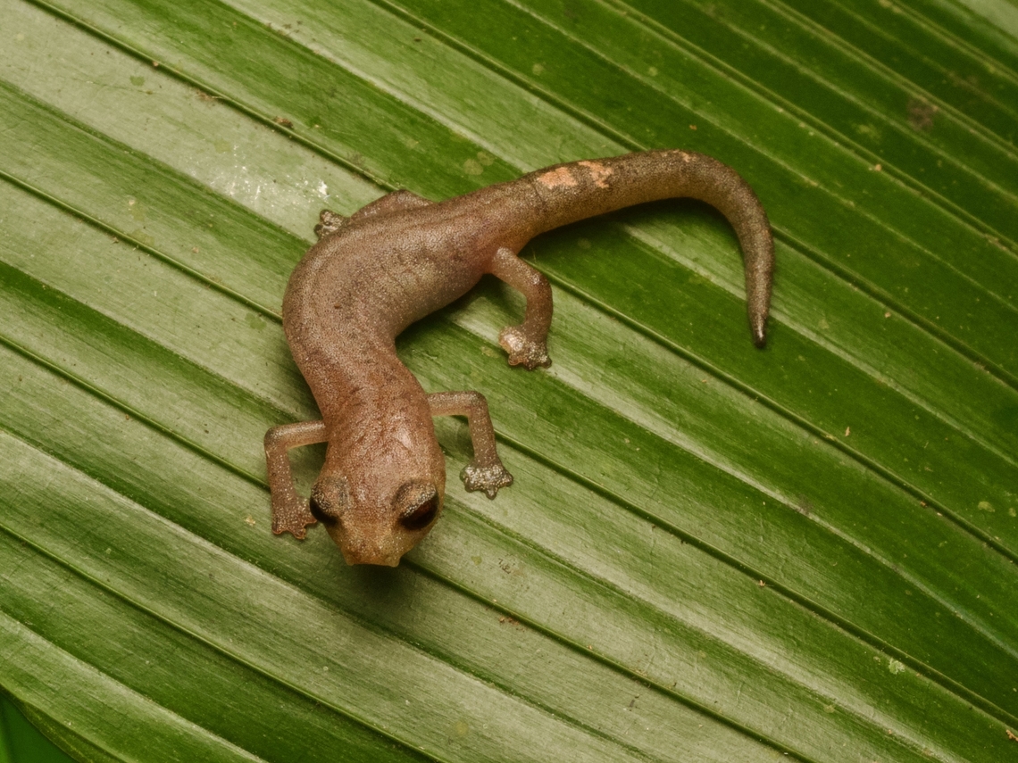 Conant's Mushroomtongue Salamander (Bolitoglossa conanti) One of the many arboreal salamanders in Central America. Just look at those cute little pad feet! Bolitoglossa conanti,Conant's salamander,Geotagged,Guatemala,Spring