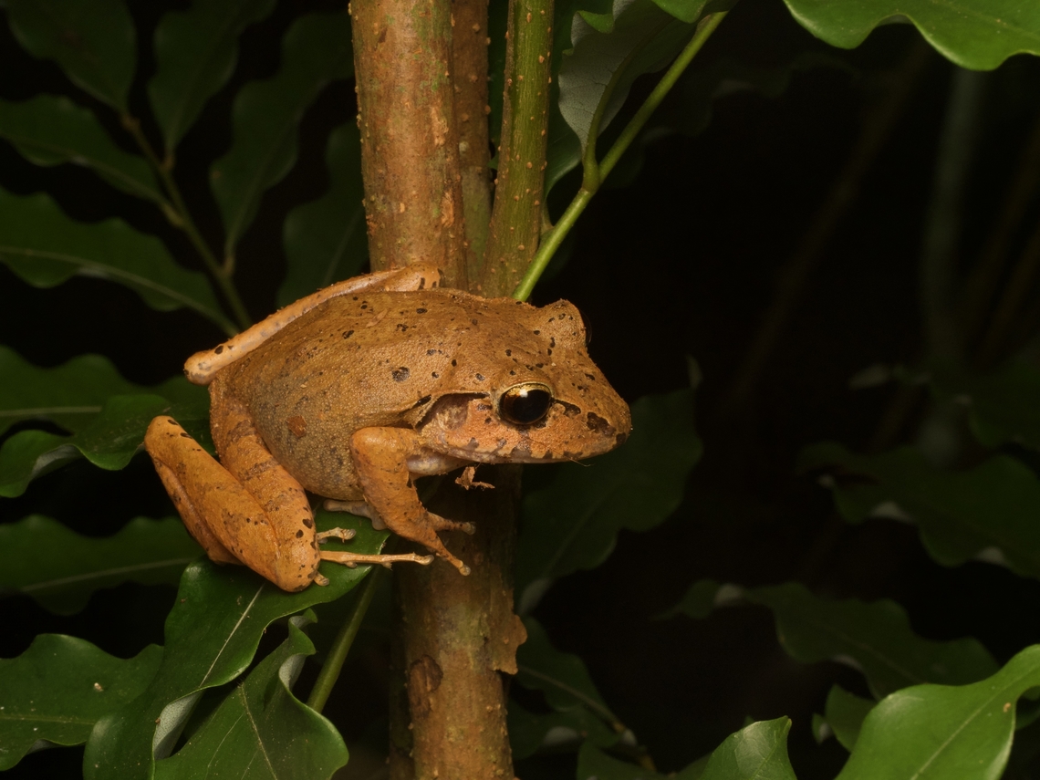 Esp&iacute;ritu Santo Streamside Frog (Craugastor charadra) Central America has many many species of Craugastor hopping about in the leaf litter and occasionally low vegetation. This one has a fairly small range; we were lucky to see this one big individual. Craugastor charadra,Geotagged,Guatemala,Spring