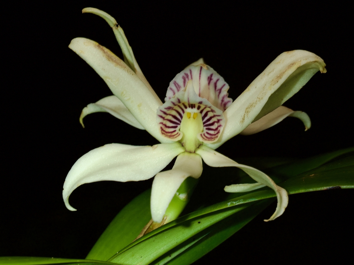 Prosthechea baculus, an orchid from Guatemala Well, this particular one is from Guatemala, though they also live in various other nearby countries. Geotagged,Guatemala,Prosthechea baculus,Spring
