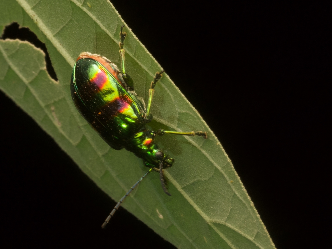 Golden Metallic Leaf Beetle (Metopoceris gemmans) hiding under a leaf So shiny! Geotagged,Golden Metallic Leaf Beetle,Guatemala,Metopoceris gemmans,Spring