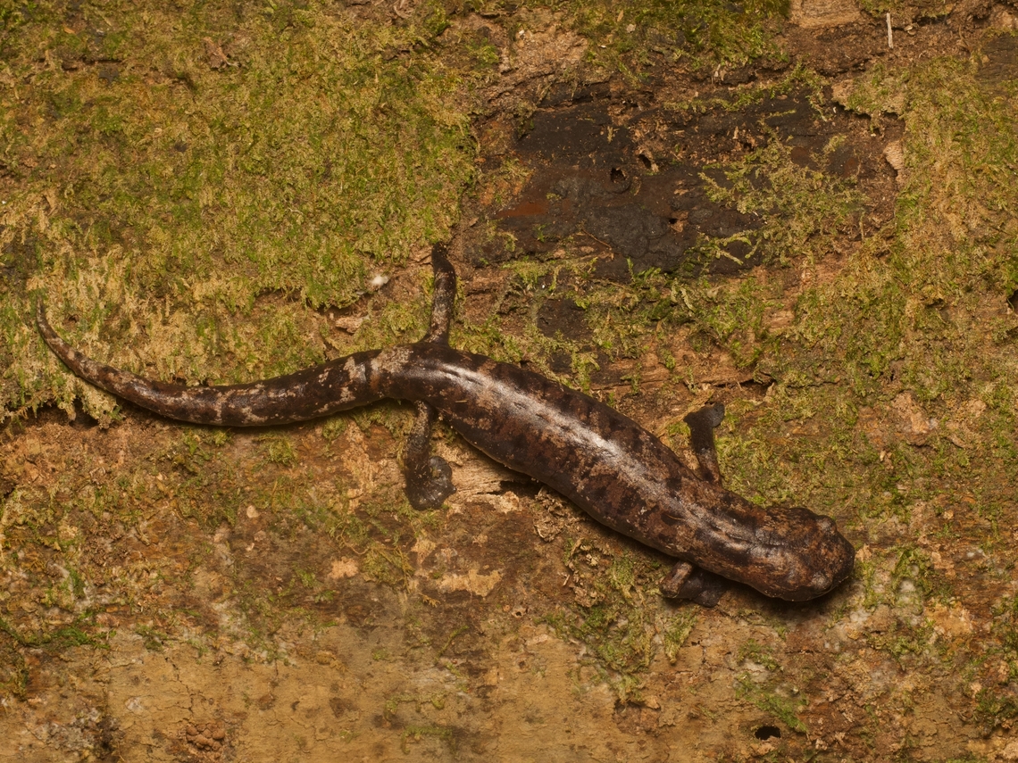Giant Palm Salamander (Bolitoglossa dofleini) The giant flat feet show that despite its large size, this is still one of the arboreal Bolitoglossa salamanders that are so diverse in Central America. Bolitoglossa dofleini,Doflein's salamander,Geotagged,Guatemala,Spring