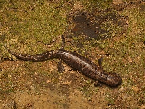 Giant Palm Salamander (Bolitoglossa dofleini) The giant flat feet show that despite its large size, this is still one of the arboreal Bolitoglossa salamanders that are so diverse in Central America. Bolitoglossa dofleini,Doflein's salamander,Geotagged,Guatemala,Spring