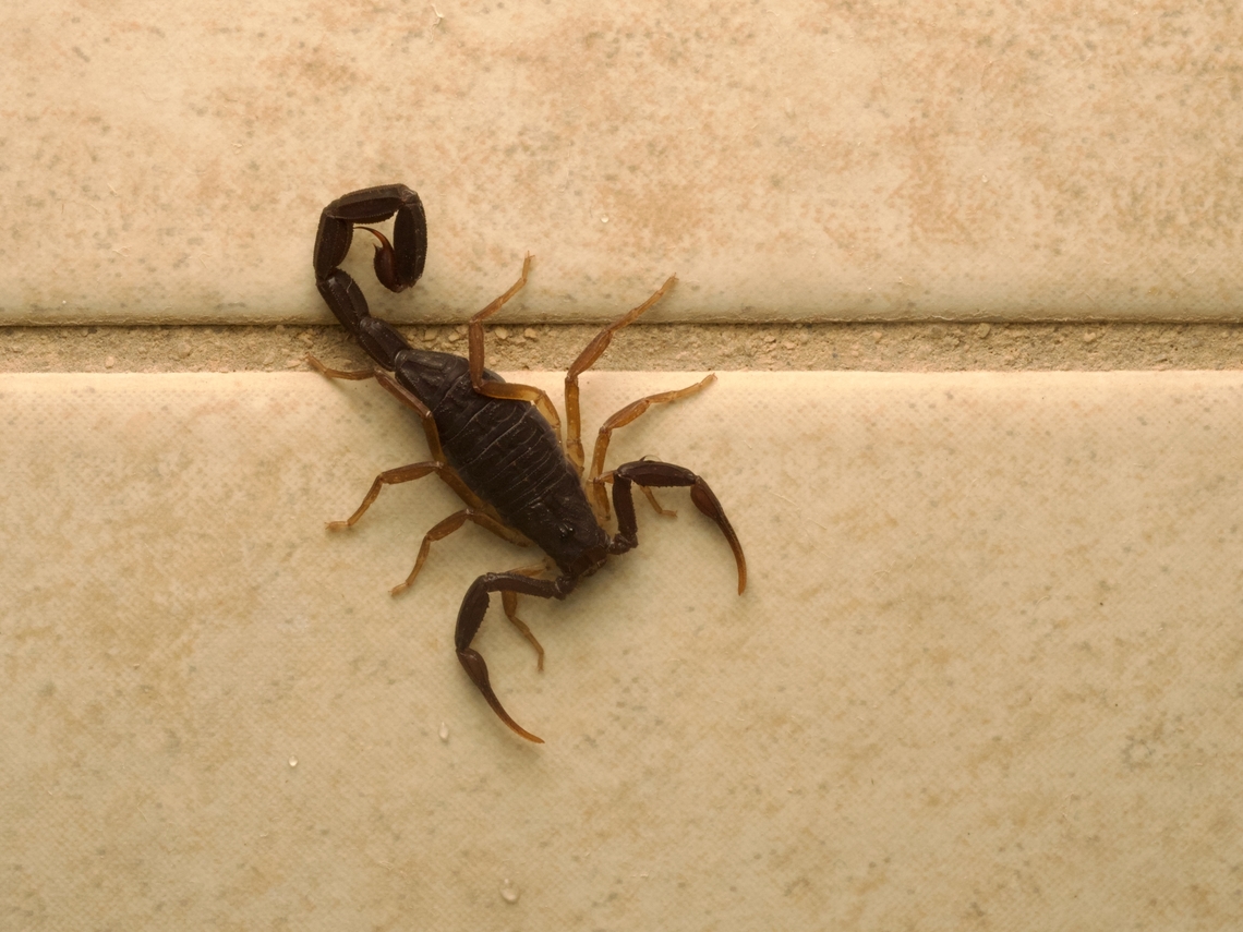 Slender Brown Scorpion (Centruroides gracilis) on the shower wall It took me a while to decide whether I should leave this fellow on the shower wall overnight, or move it outside. I figured it had just as much right to the room as I did. But on the other hand, if I didn't see it in the morning I might be concerned about its new whereabouts. So I gently took it outside. Centruroides gracilis,Geotagged,Guatemala,Spring