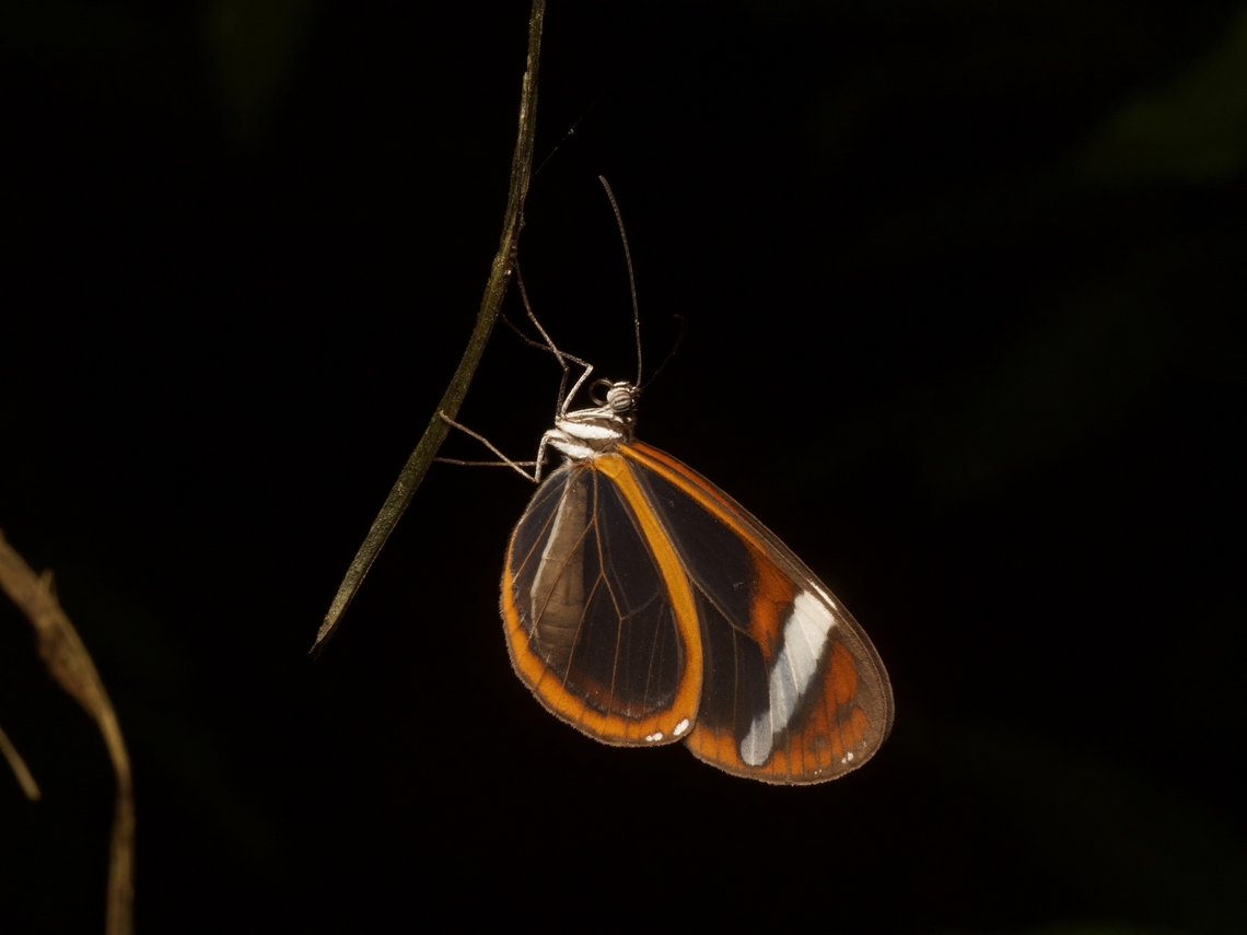 Paula's Clearwing (Oleria paula) These don&#039;t sit still too much during the day, but like many butterflies they pose well while sleeping at night. Geotagged,Guatemala,Oleria paula,Paula's Clearwing,Spring