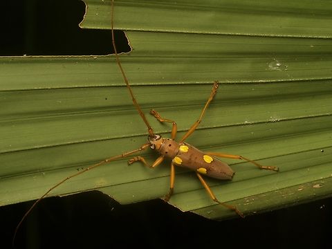 A crazy-eyed long-horned beetle (Eburia pedestris) You don't see that kind of thing every day. By far the most striking long-horned beetle I saw in Guatemala. Eburia pedestris,Geotagged,Guatemala,Spring