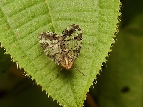 An ornate planthopper (Biolleyana pictifrons) from Guatemala It looks like it is fiercely guarding its favorite leaf. Biolleyana pictifrons,Geotagged,Guatemala,Spring