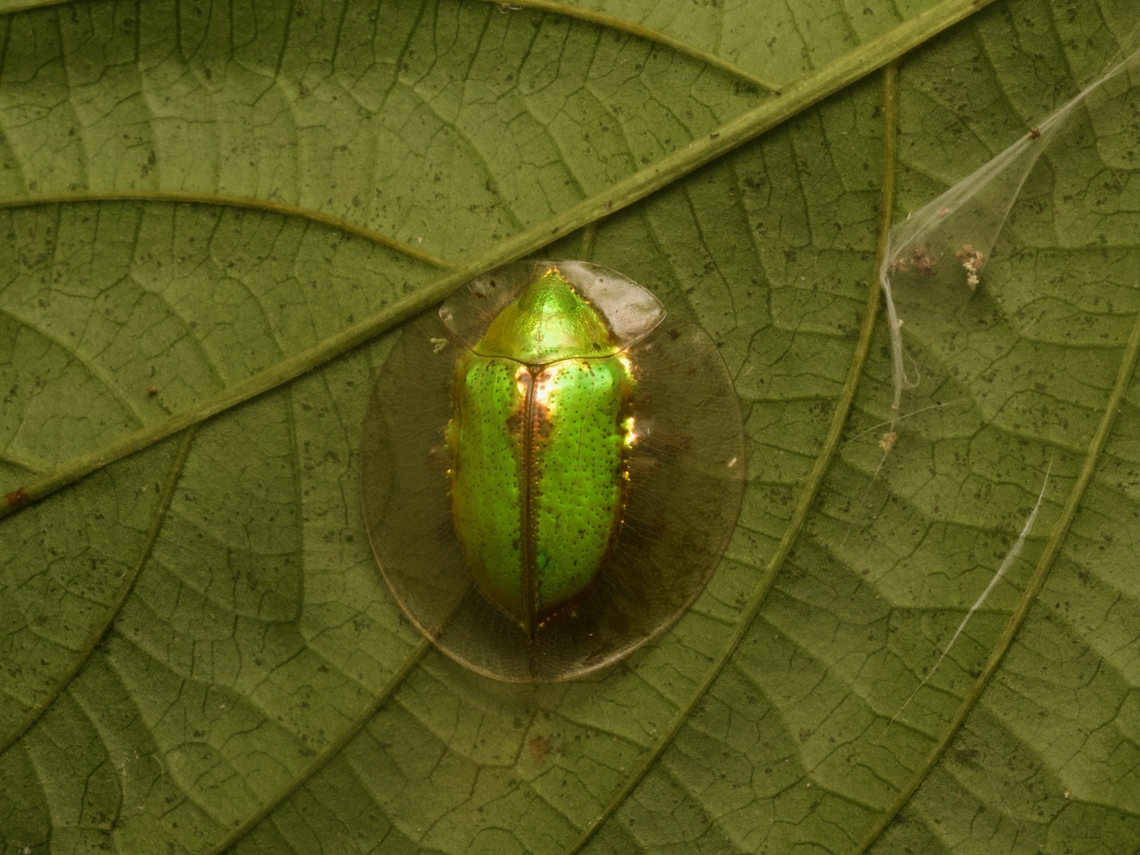 A tortoise beetle (Platycycla deruta) on the underside of a leaf Tortoise beetles are so weird looking. Geotagged,Guatemala,Platycycla deruta,Spring