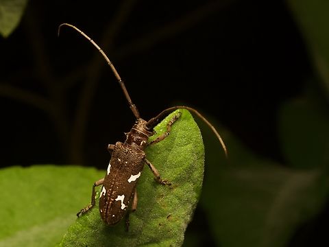 Lantana Stem Borer (Hammatoderus thoracicus) Another fine Guatemalan long-horned beetle, though not as wild as this one: https://www.jungledragon.com/image/161911/a_crazy-eyed_long-horned_beetle_eburia_pedestris.html Geotagged,Guatemala,Hammatoderus thoracicus,Spring