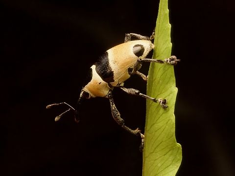 A colorful weevil (Cholus lacordairei) from Guatemala This one was very flighty. This is the only photo I had a chance to take before it flew off into the forest. Cholus lacordairei,Geotagged,Guatemala,Spring