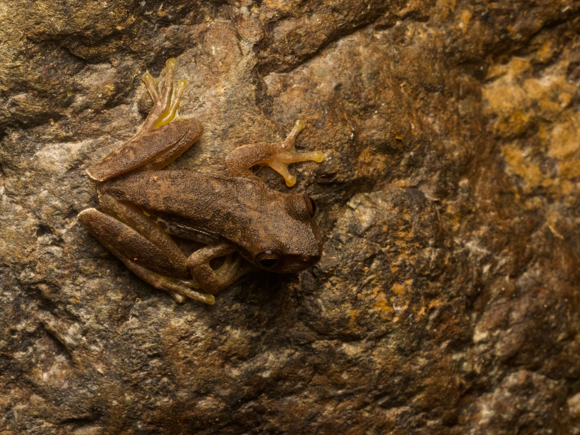 Copan Stream Frog (Ptychohyla hypomykter) perched on a boulder in a stream These frogs were plentiful in and around this stream. Adult males were calling from boulders in the stream and from the water. Juveniles were common on nearby vegetation. Copan stream frog,Geotagged,Guatemala,Ptychohyla hypomykter,Spring