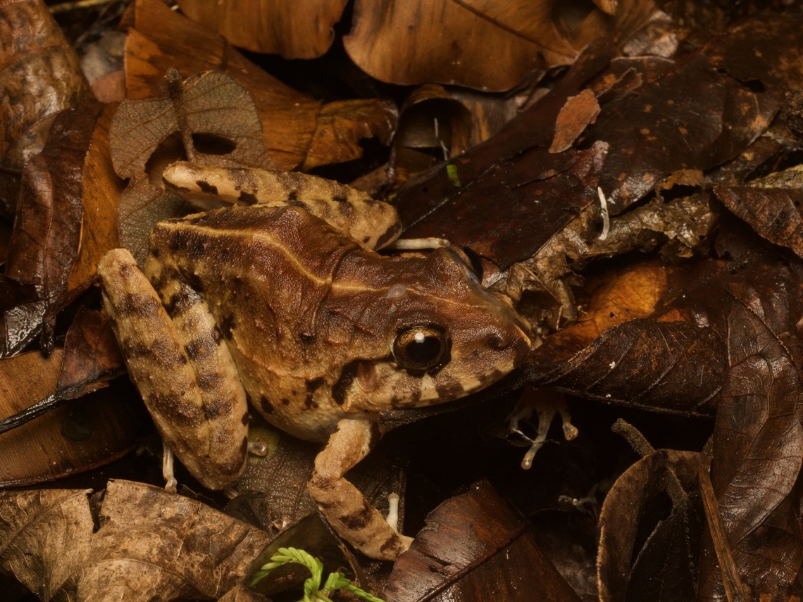 A well-disguised forest floor frog (Craugastor rupinius)  Craugastor rupinius,Geotagged,Guatemala,Spring