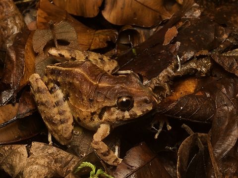 A well-disguised forest floor frog (Craugastor rupinius) Craugastor rupinius,Geotagged,Guatemala,Spring
