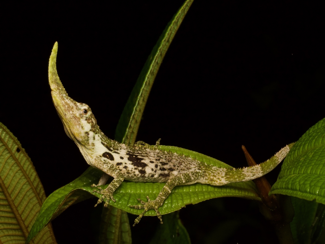 Male Pinocchio Lizard (Anolis proboscis), the strangest lizard in Ecuador On my recent trip to Ecuador, this was my only specific target. My guide knew exactly where to look for them, but we still failed to find them on the first two nights in the area. On the third and final night, he spotted this one, and all was well with the world. Anolis proboscis,Ecuador,Geotagged,Summer